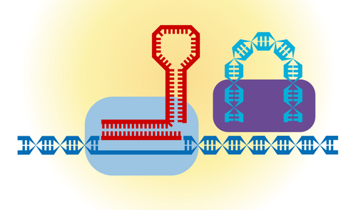 Efficient and Private Set Intersection of Human Genomes
